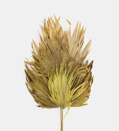 Dried Palm Fan Stemmed Leaf