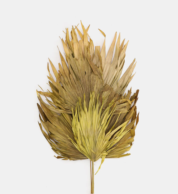Dried Palm Fan Stemmed Leaf