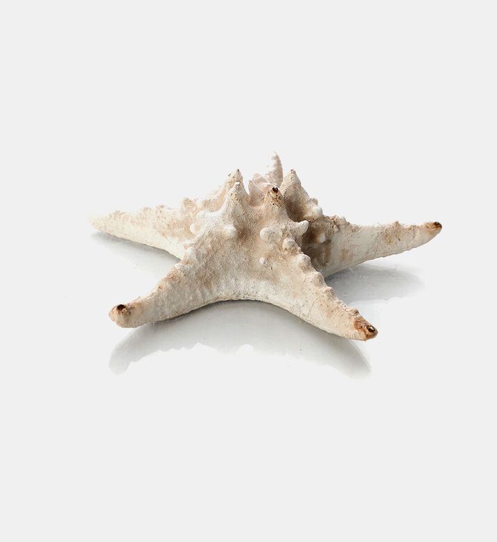 Home Deco and More Seastar Design Decorative Piece, Packshot View