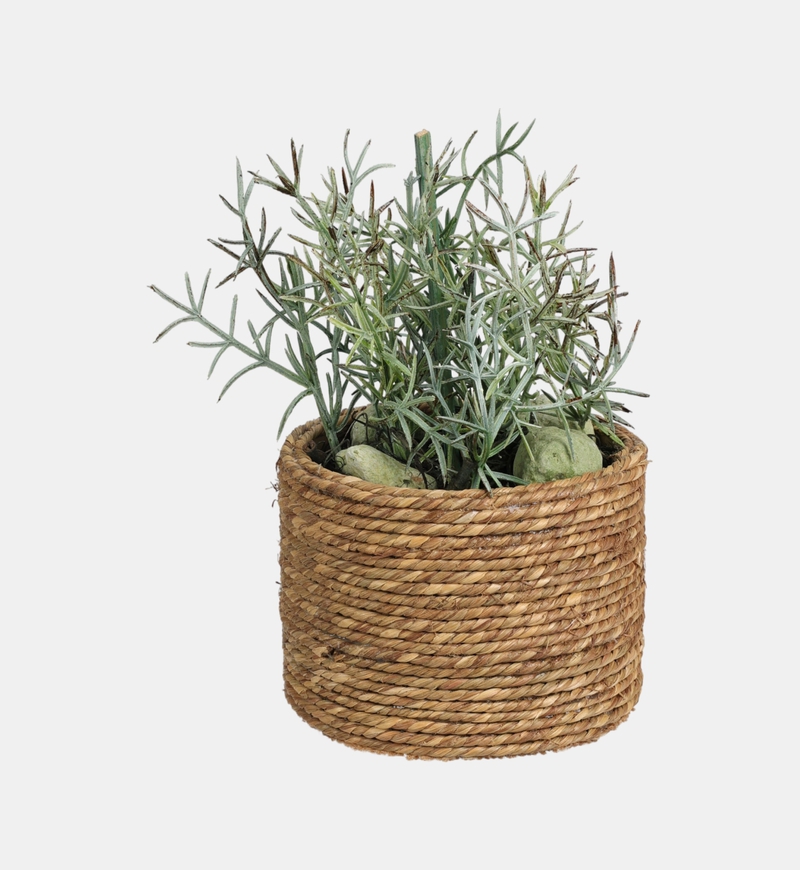 Succulent Plant-in-natural Pot