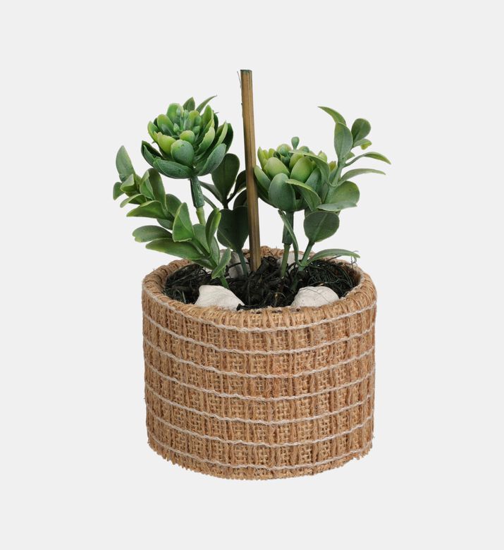 Succulent Plant-in-natural Pot