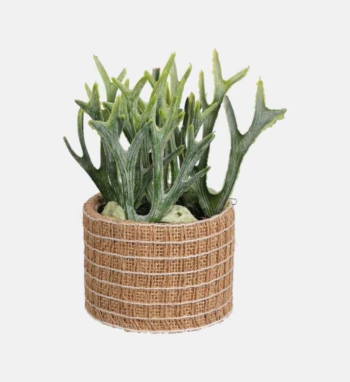 Home Deco and More Succulent Plant-in-natural Pot, Packshot View