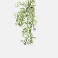 Platycerium Bifurcatum Hanging Pot