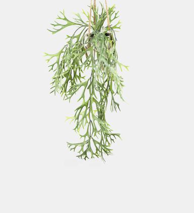 Platycerium Bifurcatum Hanging Pot