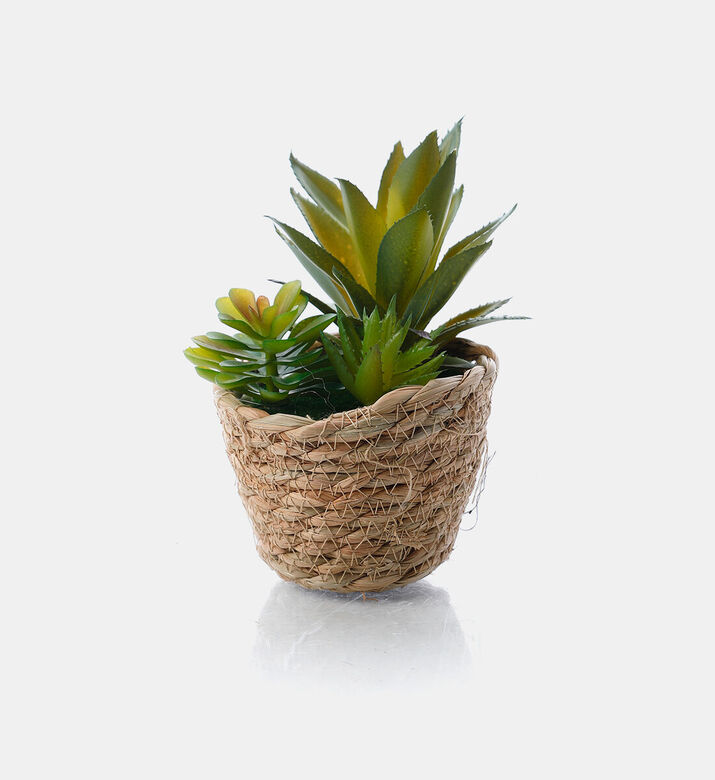 Home Deco and More Seagrass Basket Artificial Succulent, Packshot View