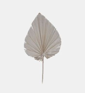 Home Deco and More Dried Natural Palm Spears, Grey, 45-cm, Packshot View