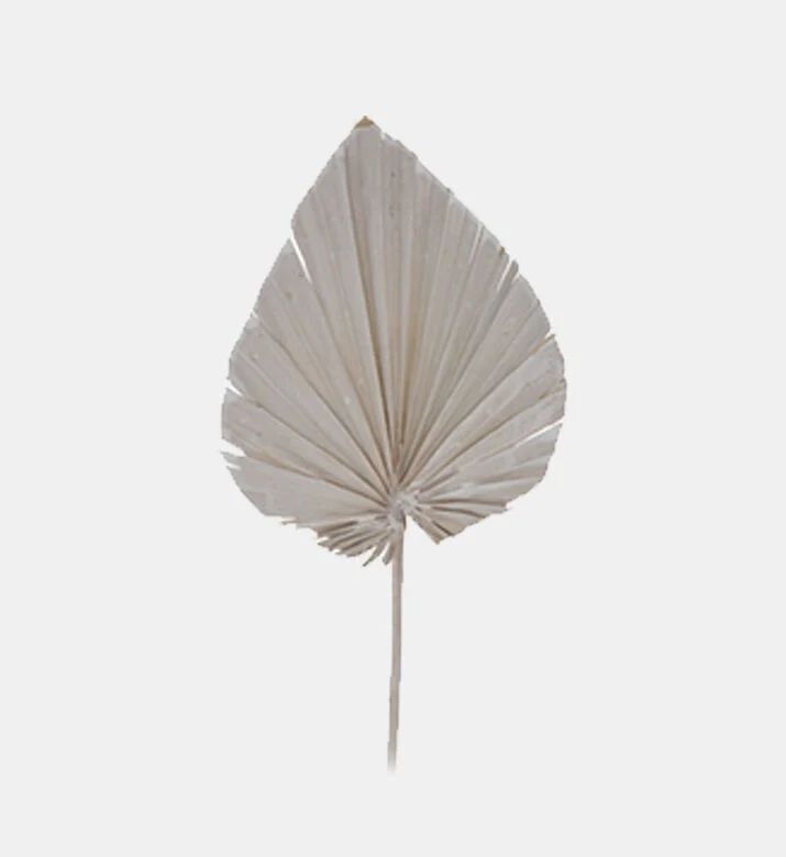 Home Deco and More Dried Natural Palm Spears, Grey, 45-cm, Packshot View