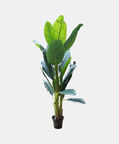 Banana Plant-in-pot 165 Cm