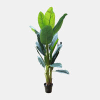 Banana Plant-in-pot 165 Cm