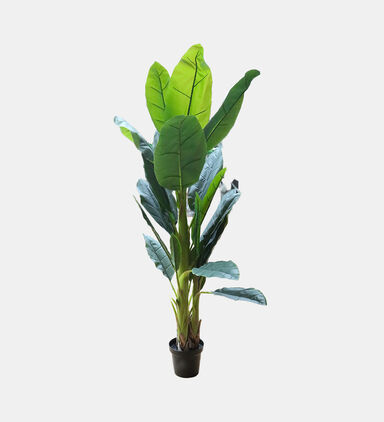 Banana Plant-in-pot 165 Cm