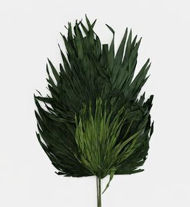 Home Deco and More Dried Palm Fan Stemmed Leaf, Dark-green, 70-cm, Packshot View