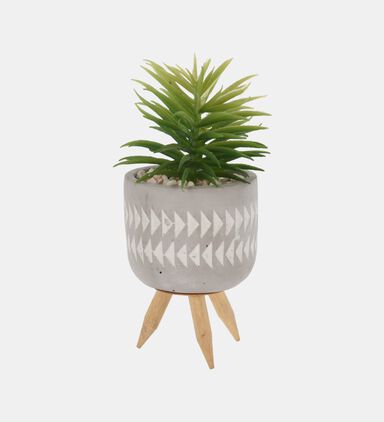 Cement Plant-in-pot 8 X 8 16 Cm