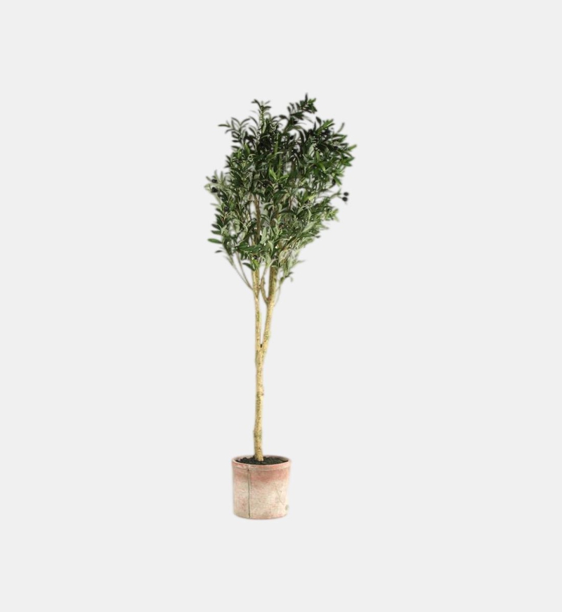 Olea Europaea Small Faux Pot Plant