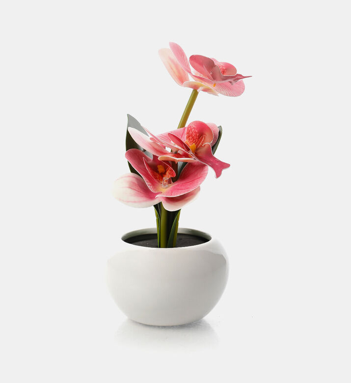 Home Deco and More Ceramic Pot Led Orchid, Packshot View