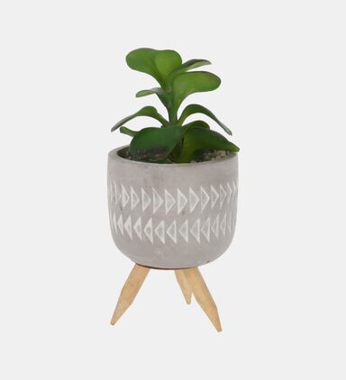 Cement Plant-in-pot 8 X 8 16 Cm