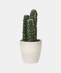 Artificial Plant Pot