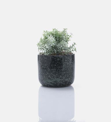 Ceramic Round Plant In Pot