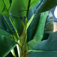 Banana Plant-in-pot 165 Cm