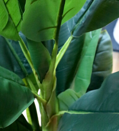 Banana Plant-in-pot 165 Cm