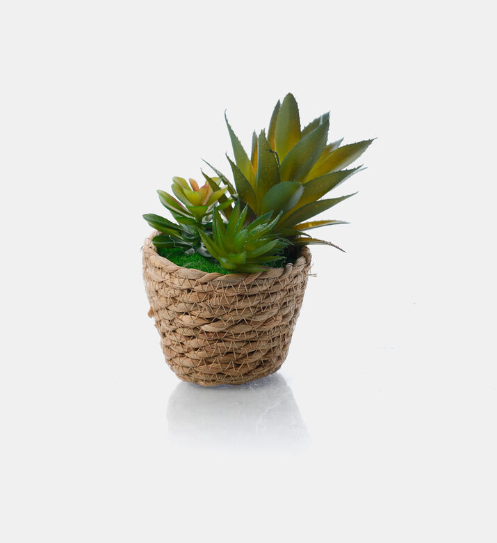 Seagrass Basket Succulent Plant