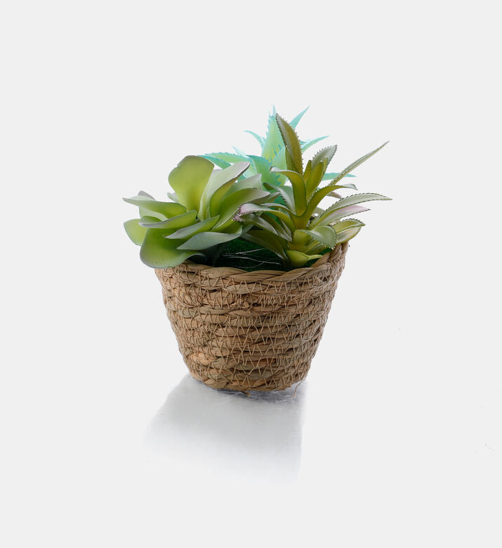 Seagrass Basket Artificial Succulent Plant Seagrass Basket Artificial Succulent Plant