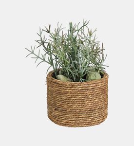 Home Deco and More Succulent Plant-in-natural Pot, Packshot View