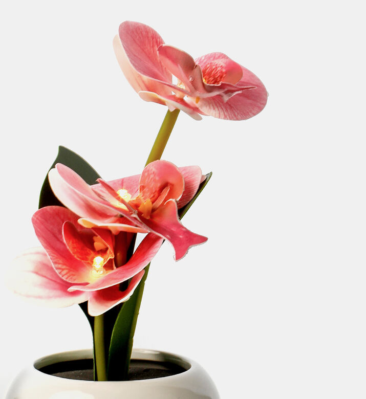 Ceramic Pot Led Orchid Ceramic Pot Led Orchid