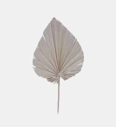 Dried Natural Palm Spears
