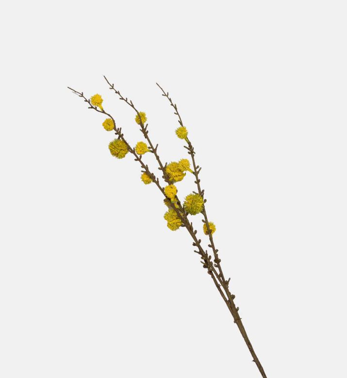 Acacia Cavenia Ramo Faux Bunch