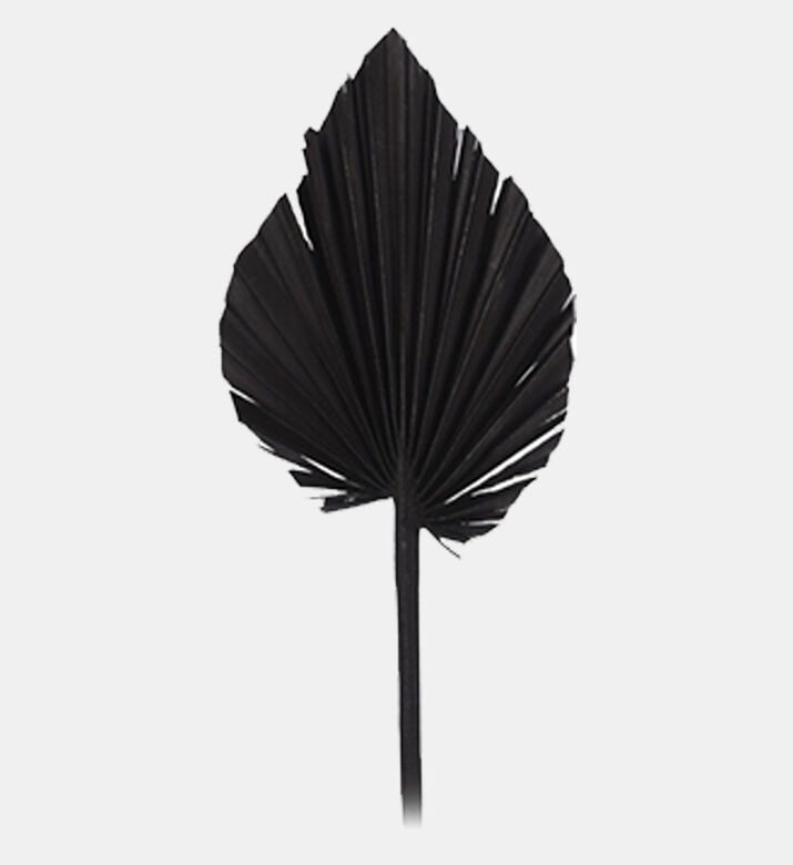 Home Deco and More Dried Natural Palm Spears, Black, 45-cm, Packshot View