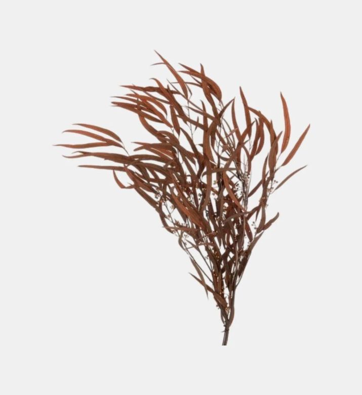 Jolipa Dry Rust Wild Eucalyptus Bouquet, Packshot View