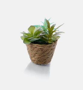 Home Deco and More Seagrass Basket Artificial Succulent Plant, Packshot View
