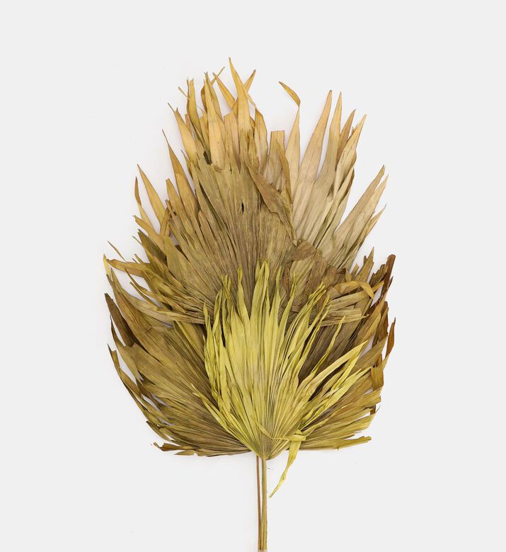 Home Deco and More Dried Palm Fan Stemmed Leaf, Light-green, 70-cm, Packshot View