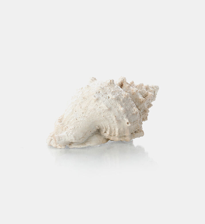 Shell Design Decorative Piece