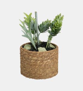 Succulent Plant-in-natural Pot