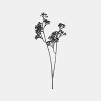 Corylus Avellana Faux Branch