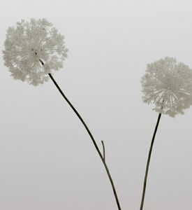 Jolipa Snowball Two Parts Artificial Flowers 7x17x60 Cm, Packshot View