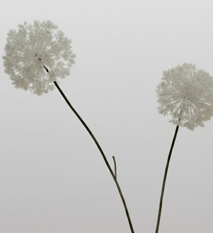 Jolipa Snowball Two Parts Artificial Flowers 7x17x60 Cm, Packshot View